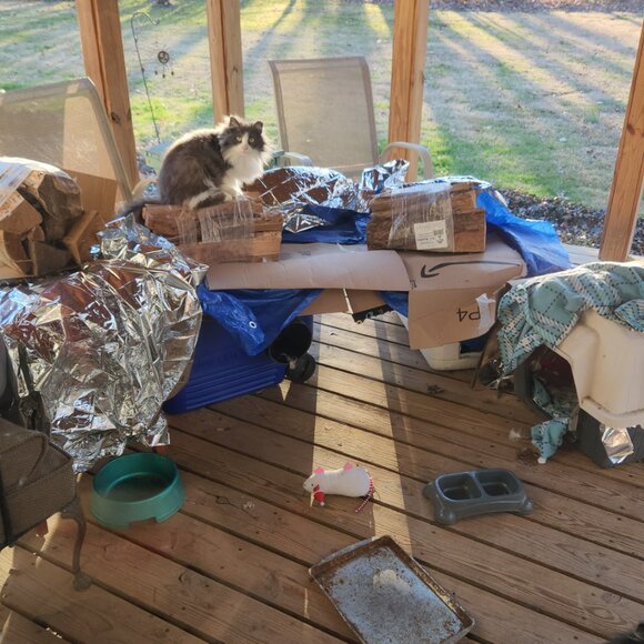 Meet your Posher, Caeli - Picture 9 of 16